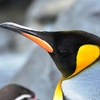 ペンギン