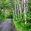 サロマ湖付近　雨の白樺並木