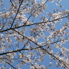 神奈川某所の桜