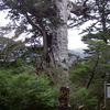 屋久島　紀元杉