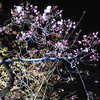 夜桜4