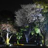 夜桜1