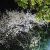 夜桜2