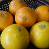 美生柑と清見オレンジ 