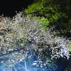 夜桜3