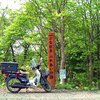 白神山地　津軽峠のブナの巨木