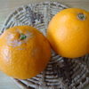 みかんとオレンジのいいとこ取り！