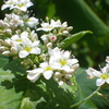 蕎麦の花