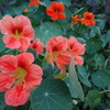 オレンジと黄色の花がついてきました