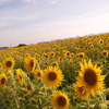 ひまわり畑