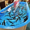 函館のイカ
