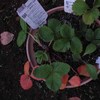 ふた鉢植えつけたところ