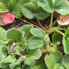 イチゴの花です