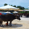 水牛車の牛も休憩中