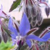 一緒に植えたコンパニオンプランプランツのボリジの花