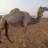 ラクダ