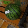 ７、松田さんが作ったスイカ