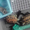 生後9か月