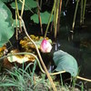 蓮（2013.8月）