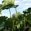 蓮（2013.8月）