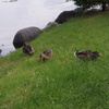 ５、中島公園の鴨
