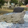 カメさん