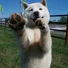 北海道犬_なんともかわいい