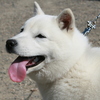 北海道犬_白い犬が多かったようです