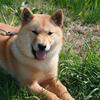 北海道犬_かわいい子犬