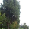 川沿いのポプラ並木
