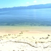 種の浜