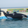 ショーのあとケアしてもらっているシャチ