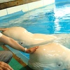 ベルーガのメロンをなでなで