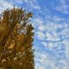 秋空の青と銀杏の黄色
