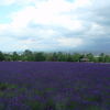 富田ファームのラベンダー