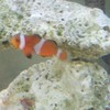 カクレクマノミ