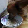 愛犬にも特別食