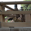 神社境内の猫