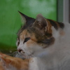 明日は晴れるか？