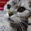 いじられキャラ。鼻にアボカド付けられて
