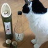猫も気になる青竹酒