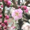 2014/2/28 咲いた花弁もある