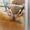 もんじろうだって疲れるもん