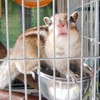 カジガジしてやろうか～(｀꒳´)キキッ!