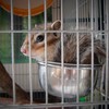 見たか～!もんじろうのガジガジ(^ω^)