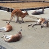 カンガルー