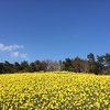 ひたち海浜公園