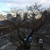 03.25 かなりつぼみが大きくなって来ました。
