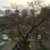 03.26 桜の花が一つ、二つ．．．