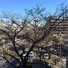 03.23 更に、つぼみが大きくなったような．．．